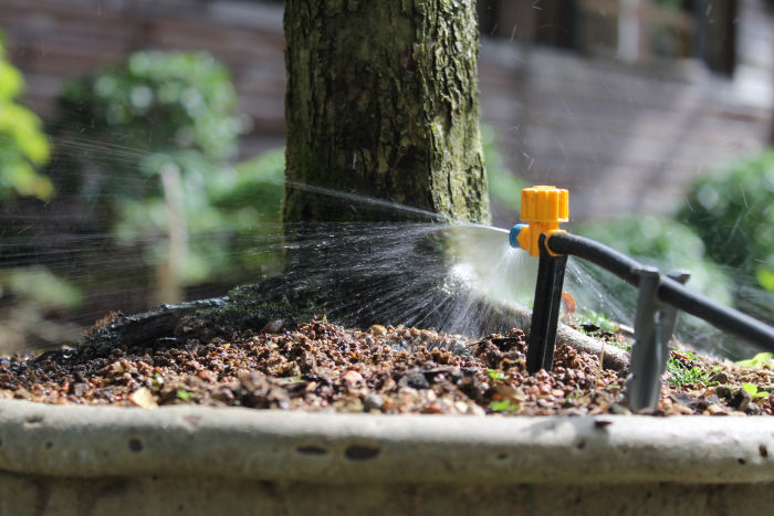 bonsai watering